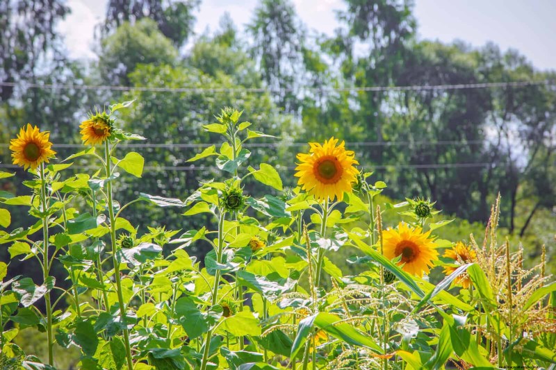 Harmful Plant Combinations: Avoid These 21 Garden Pairings