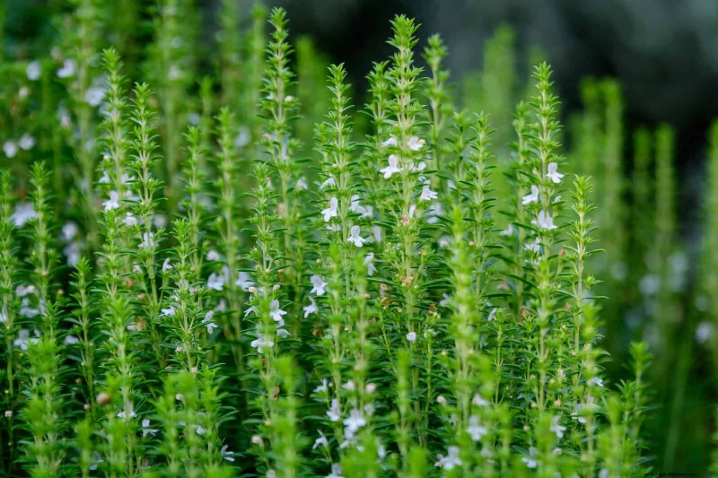 Harmful Plant Combinations: Avoid These 21 Garden Pairings
