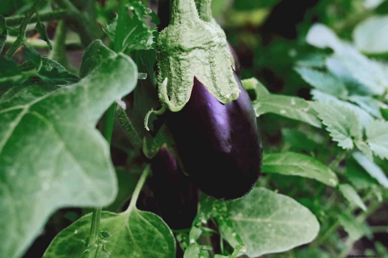 Harmful Plant Combinations: Avoid These 21 Garden Pairings