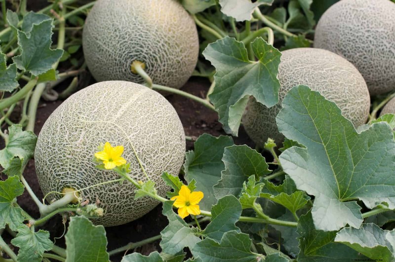 Harmful Plant Combinations: Avoid These 21 Garden Pairings