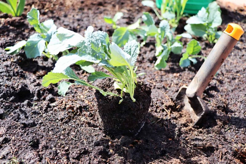 Harmful Plant Combinations: Avoid These 21 Garden Pairings
