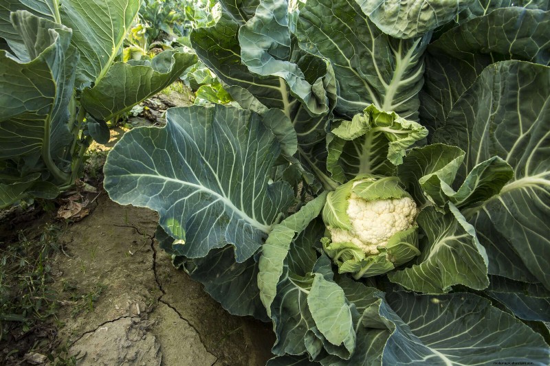 Harmful Plant Combinations: Avoid These 21 Garden Pairings
