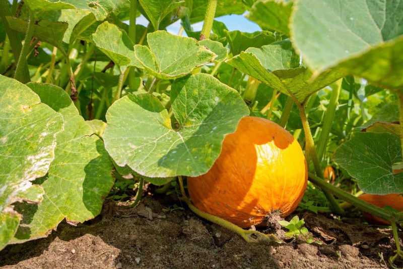 Harmful Plant Combinations: Avoid These 21 Garden Pairings