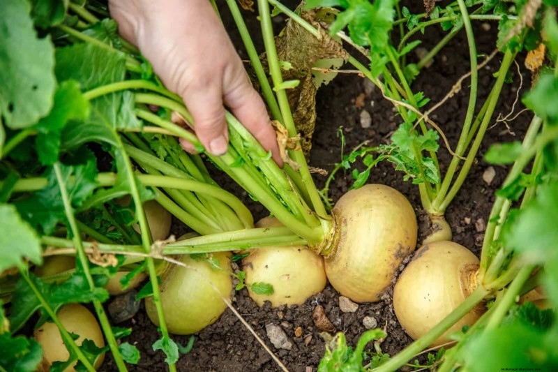 Harmful Plant Combinations: Avoid These 21 Garden Pairings