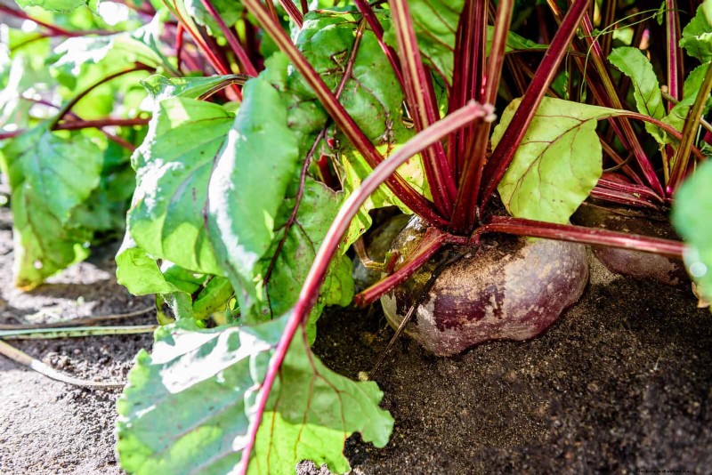 Harmful Plant Combinations: Avoid These 21 Garden Pairings