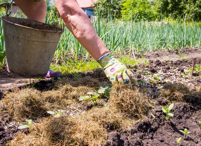 Harmful Plant Combinations: Avoid These 21 Garden Pairings