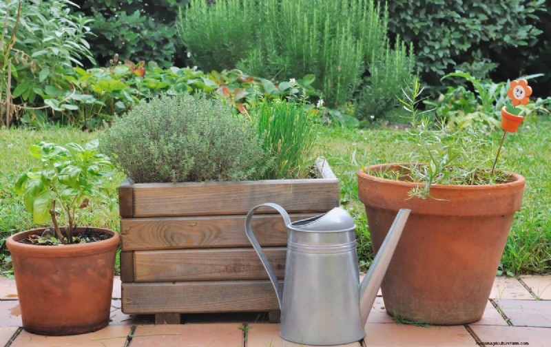 Why Plants Fail in Shared Containers: 22 Common Reasons & Solutions