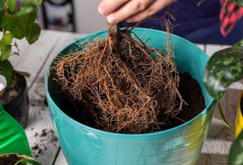 Why Plants Fail in Shared Containers: 22 Common Reasons & Solutions