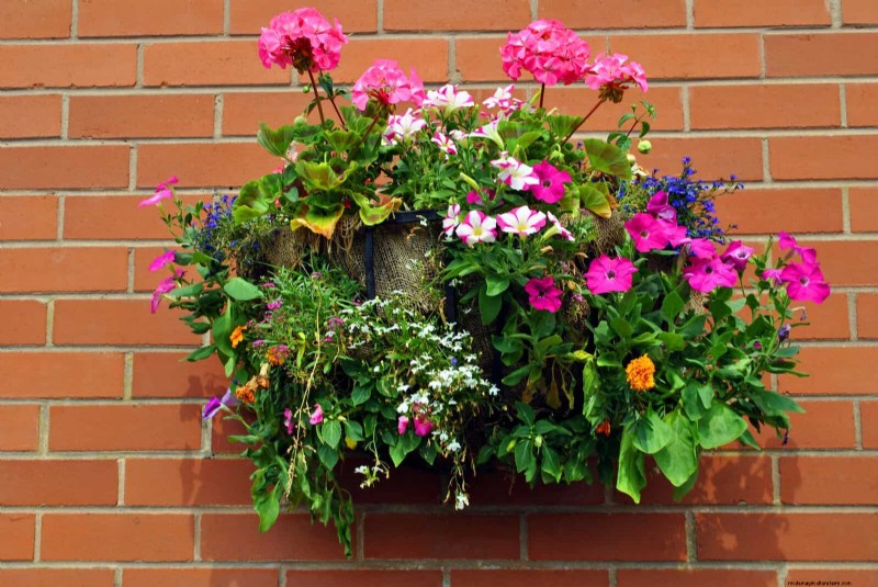 Why Plants Fail in Shared Containers: 22 Common Reasons & Solutions