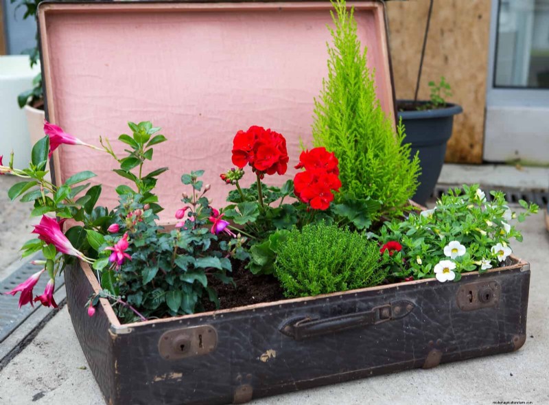Why Plants Fail in Shared Containers: 22 Common Reasons & Solutions