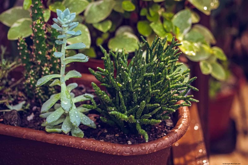 Why Plants Fail in Shared Containers: 22 Common Reasons & Solutions