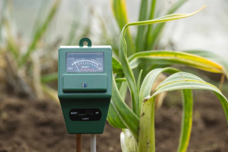 Why Plants Fail in Shared Containers: 22 Common Reasons & Solutions