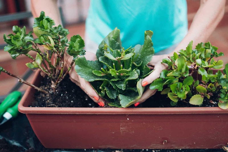 Why Plants Fail in Shared Containers: 22 Common Reasons & Solutions