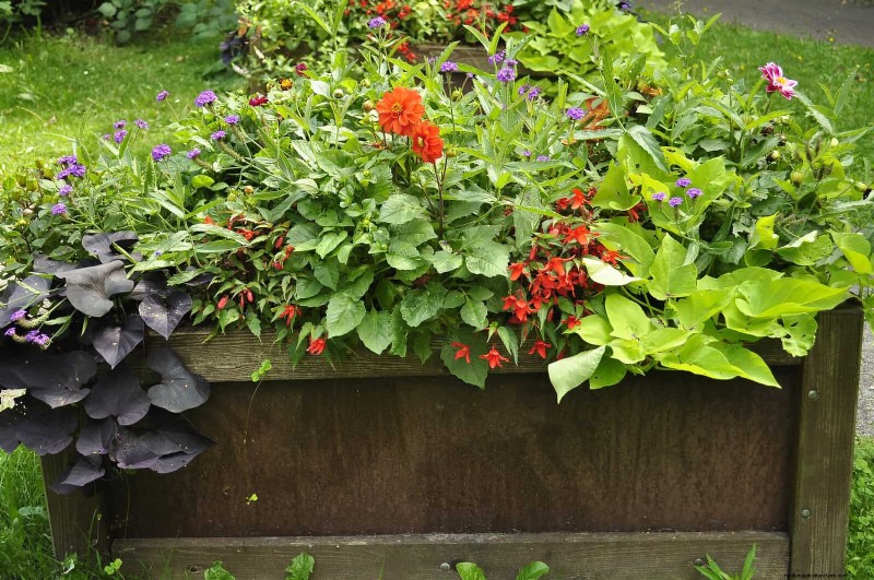 Why Plants Fail in Shared Containers: 22 Common Reasons & Solutions