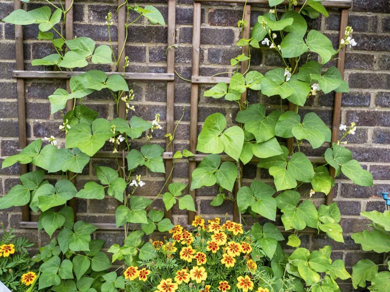 Why Plants Fail in Shared Containers: 22 Common Reasons & Solutions