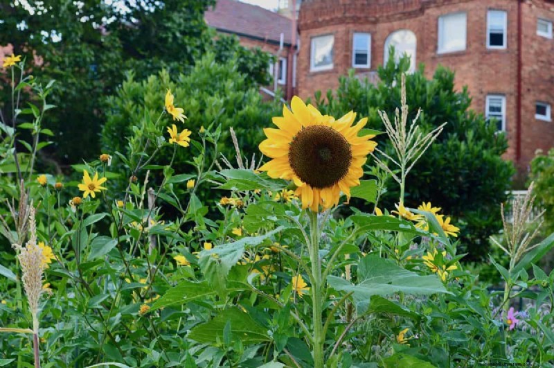 Why Plants Fail in Shared Containers: 22 Common Reasons & Solutions