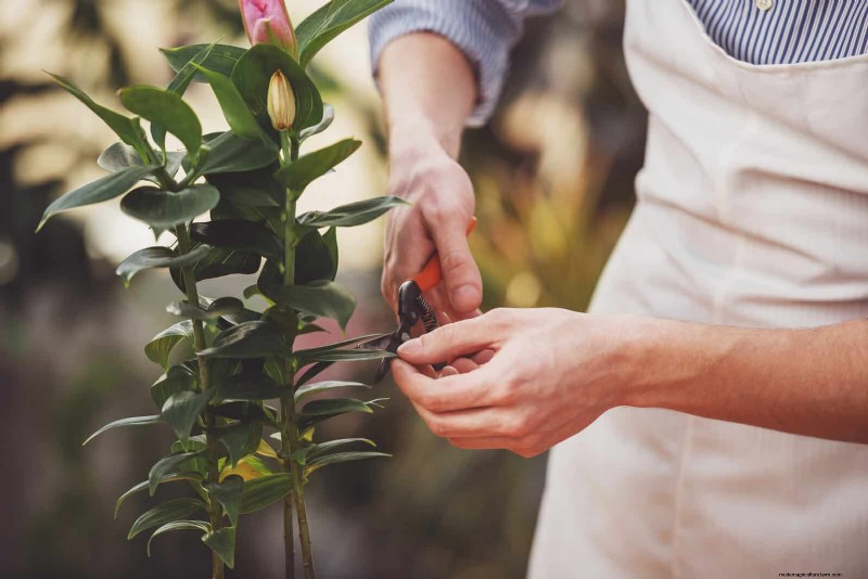 Why Plants Fail in Shared Containers: 22 Common Reasons & Solutions