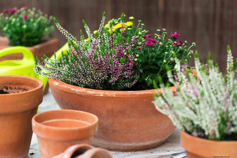 Why Plants Fail in Shared Containers: 22 Common Reasons & Solutions