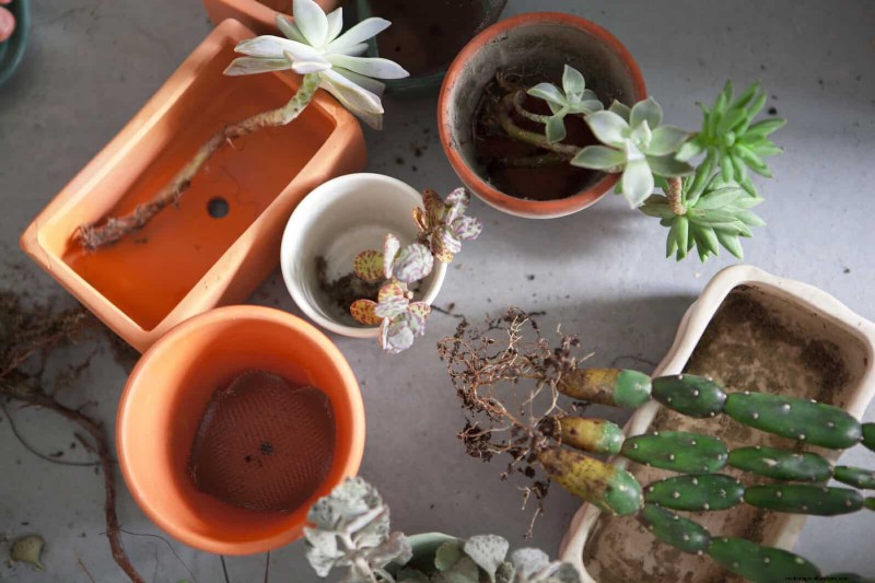 Why Plants Fail in Shared Containers: 22 Common Reasons & Solutions