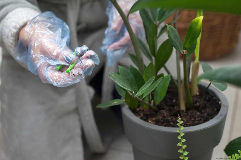 Why Plants Fail in Shared Containers: 22 Common Reasons & Solutions