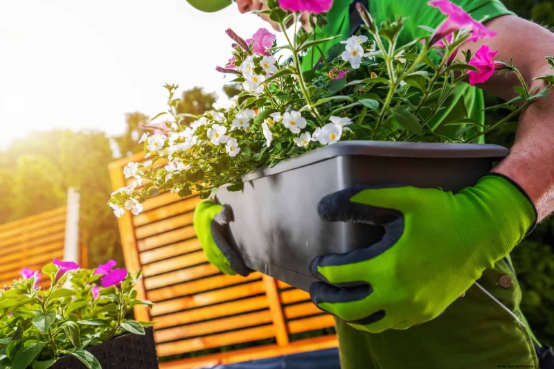 Why Plants Fail in Shared Containers: 22 Common Reasons & Solutions