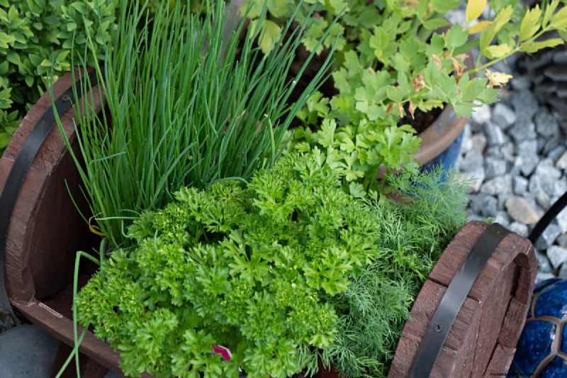 Why Plants Fail in Shared Containers: 22 Common Reasons & Solutions