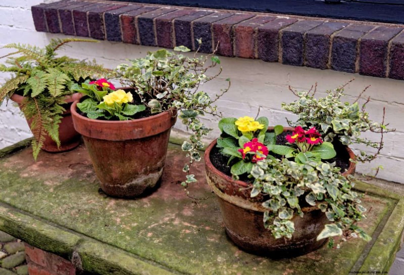 Why Plants Fail in Shared Containers: 22 Common Reasons & Solutions