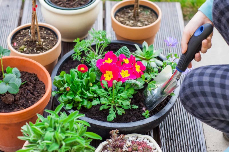Why Plants Fail in Shared Containers: 22 Common Reasons & Solutions