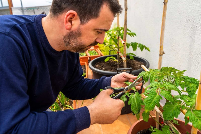 Tomato Leaf Curl: Early Detection & Effective Solutions