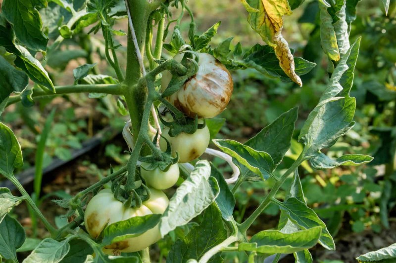 Tomato Leaf Curl: Early Detection & Effective Solutions