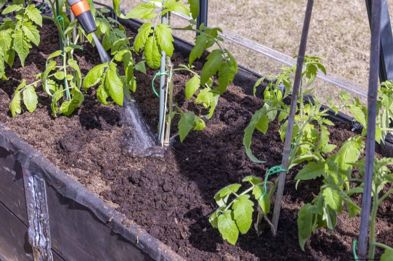 Tomato Leaf Curl: Early Detection & Effective Solutions