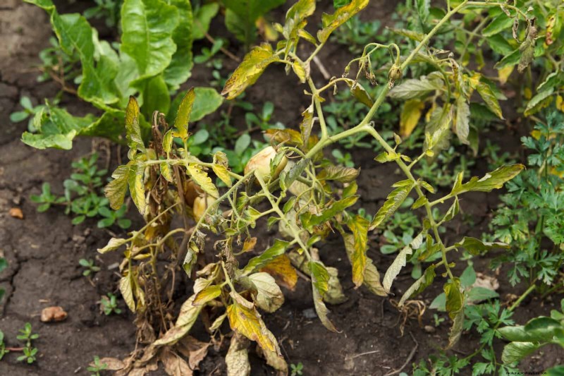 Tomato Leaf Curl: Early Detection & Effective Solutions