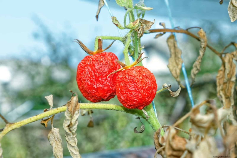 Tomato Leaf Curl: Early Detection & Effective Solutions
