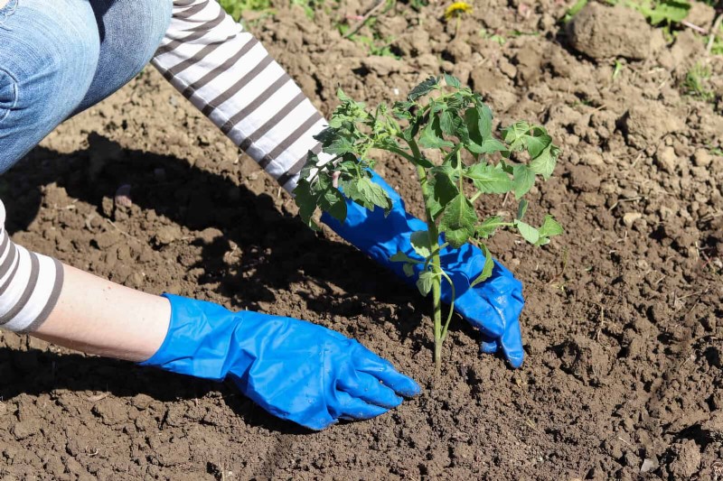Tomato Leaf Curl: Early Detection & Effective Solutions