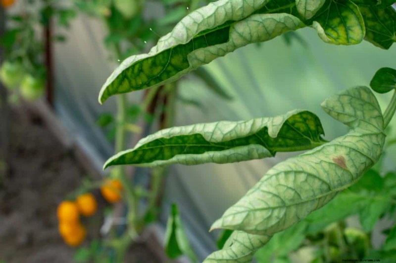 Tomato Leaf Curl: Early Detection & Effective Solutions