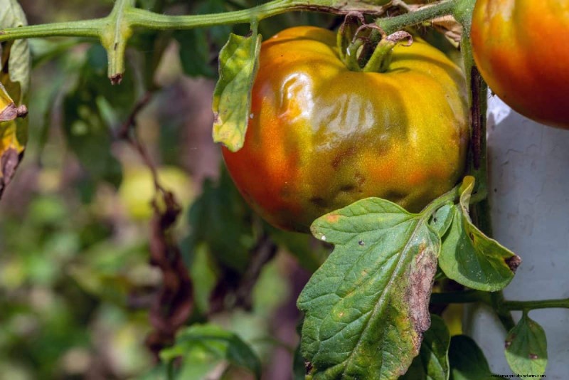 Tomato Leaf Curl: Early Detection & Effective Solutions