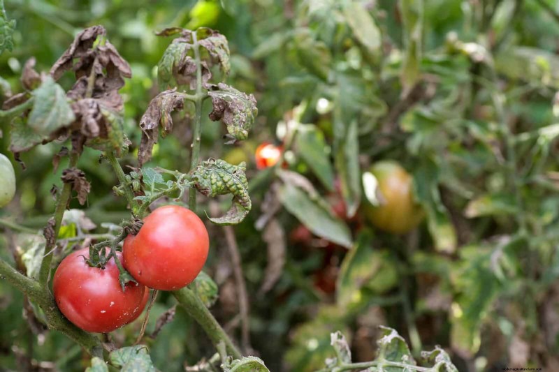 Tomato Leaf Curl: Early Detection & Effective Solutions