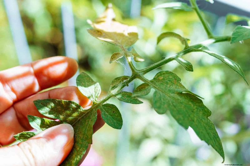 Tomato Leaf Curl: Early Detection & Effective Solutions