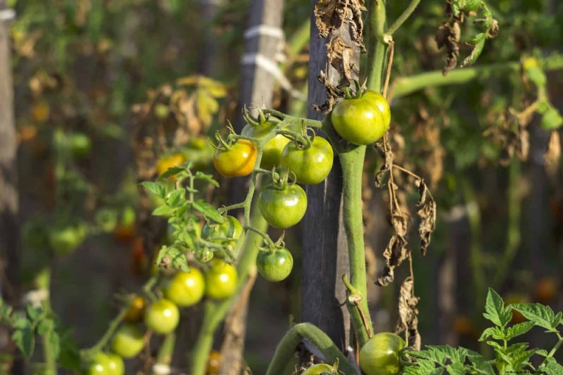 Tomato Leaf Curl: Early Detection & Effective Solutions