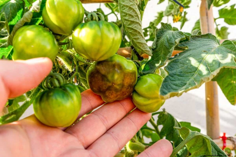 Tomato Leaf Curl: Early Detection & Effective Solutions