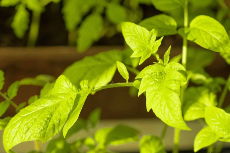 Tomato Leaf Curl: Early Detection & Effective Solutions