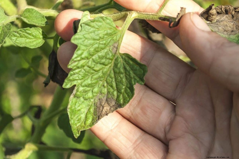 Tomato Leaf Curl: Early Detection & Effective Solutions