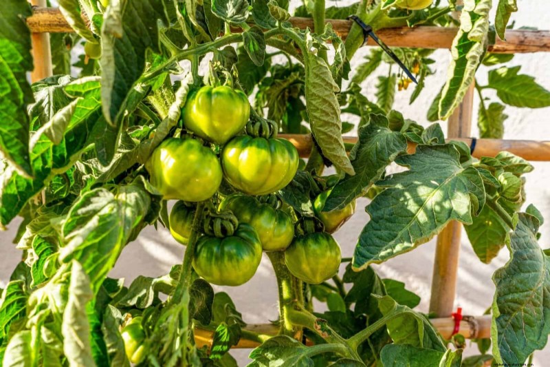 Tomato Leaf Curl: Early Detection & Effective Solutions
