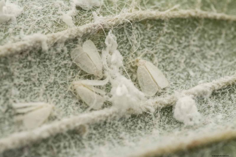 Tomato Leaf Curl: Early Detection & Effective Solutions