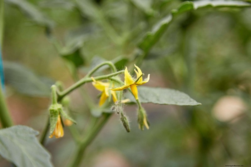 Tomato Leaf Curl: Early Detection & Effective Solutions