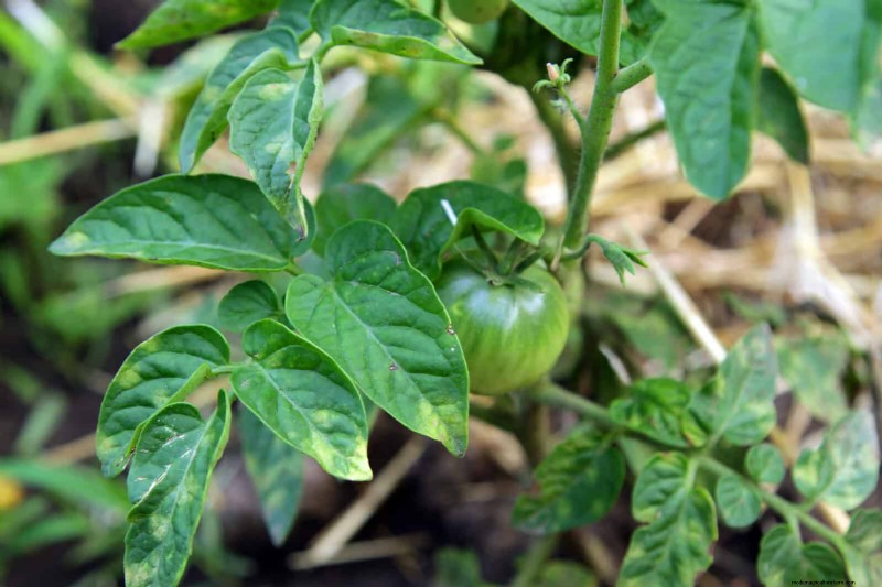 Tomato Leaf Curl: Early Detection & Effective Solutions