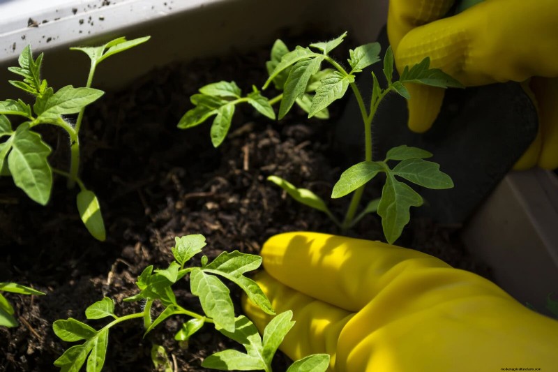 Tomato Leaf Curl: Early Detection & Effective Solutions