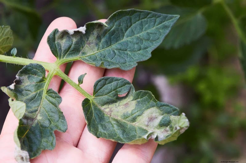 Tomato Leaf Curl: Early Detection & Effective Solutions