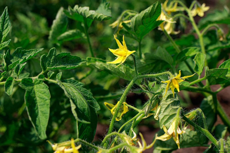 Tomato Leaf Curl: Early Detection & Effective Solutions