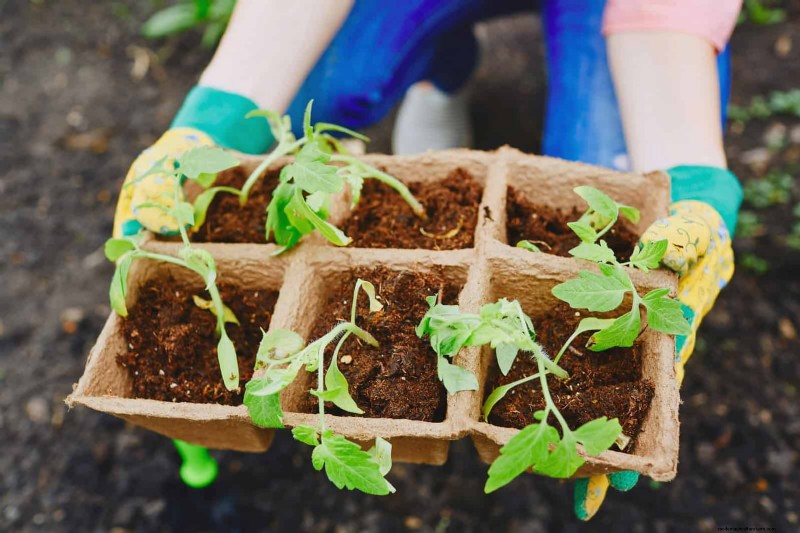 Tomato Leaf Curl: Early Detection & Effective Solutions
